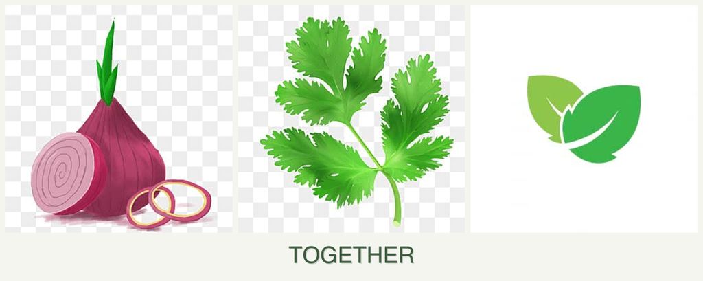 Can you plant onions, parsley and mint together?