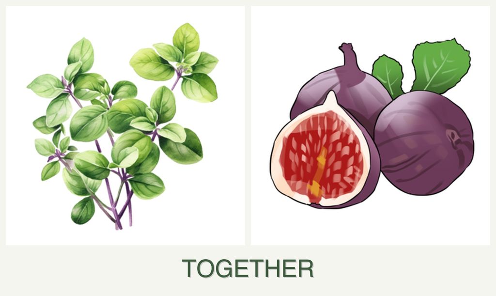 Can you plant oregano and figs together?