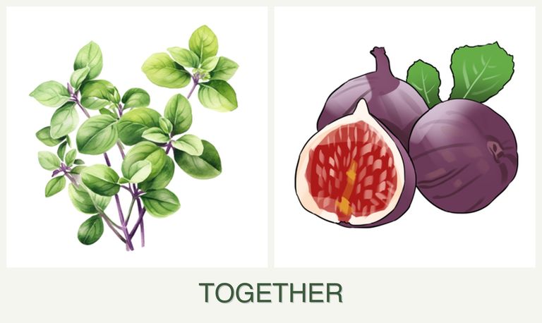Can you plant oregano and figs together?