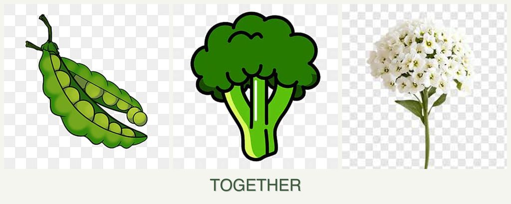 Can you plant peas, broccoli and alyssum together?