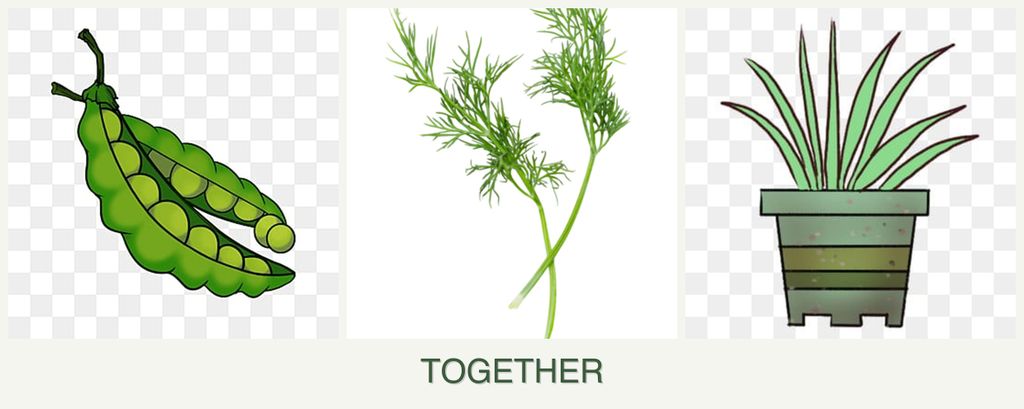 Can you plant peas, dill and lemongrass together?