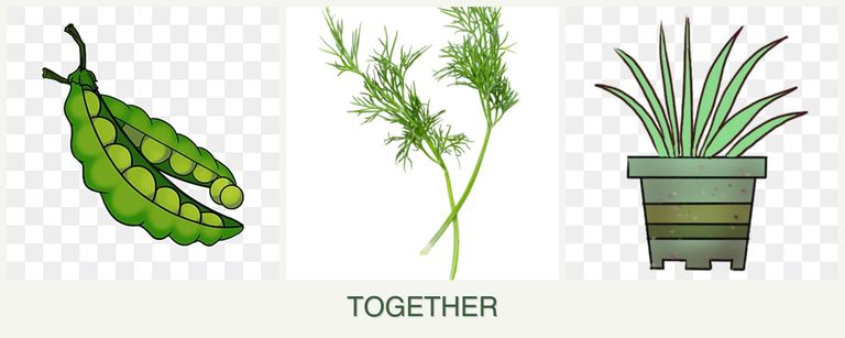 Can you plant peas, dill and lemongrass together?