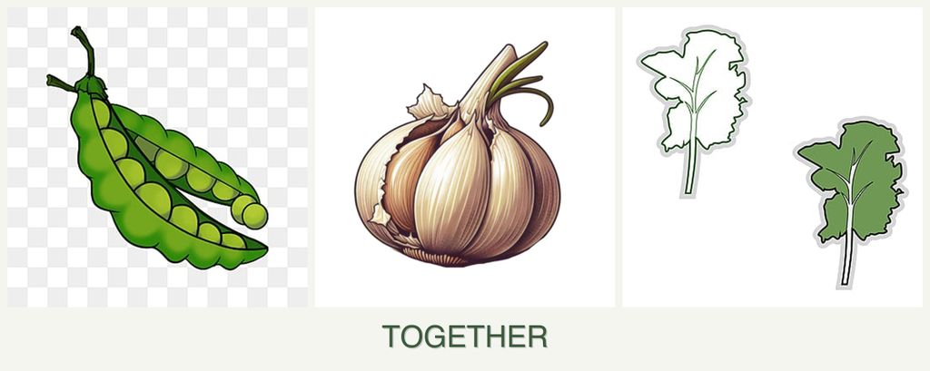 Can you plant peas, garlic and kale together?