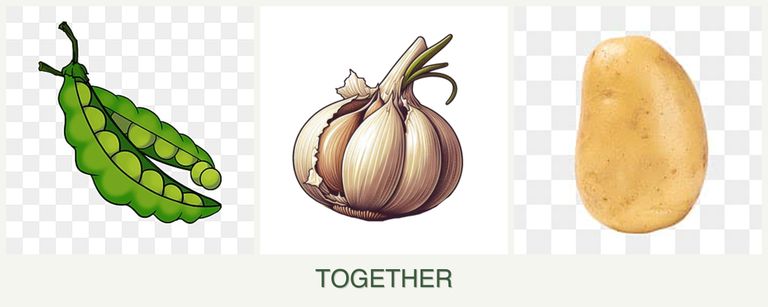 Can you plant peas, garlic and potatoes together?