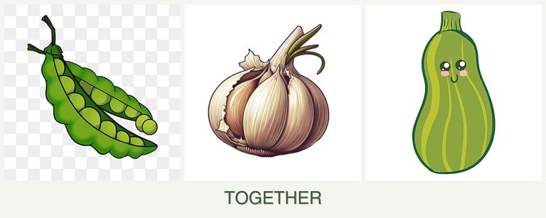 Can you plant peas, garlic and zucchini together?
