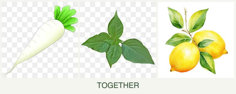 Can you plant radishes, basil and lemons together?