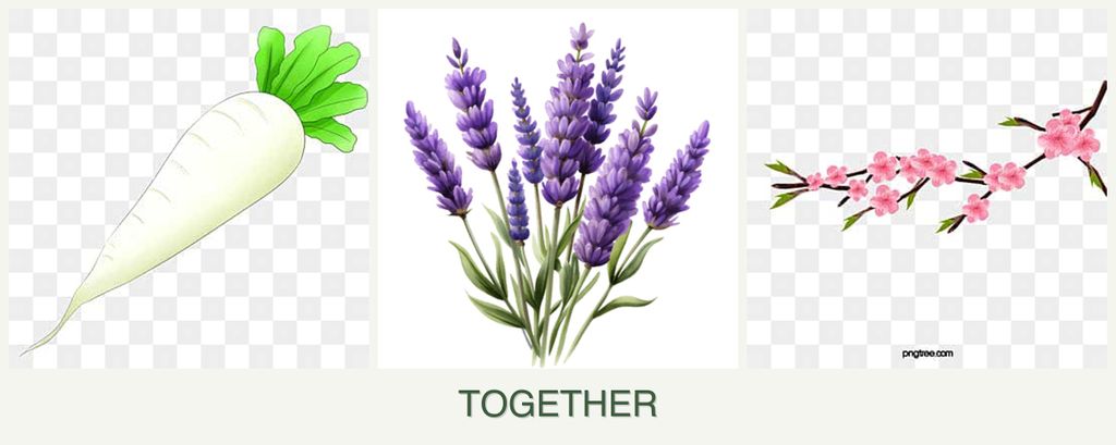 Can you plant radishes, lavender and peaches together?